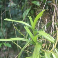 Acampe ochracea (Lindl.) Hochr.